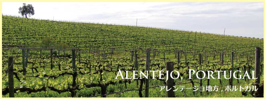 アレンテージョのぶどう畑 アレンテージョのぶどう畑