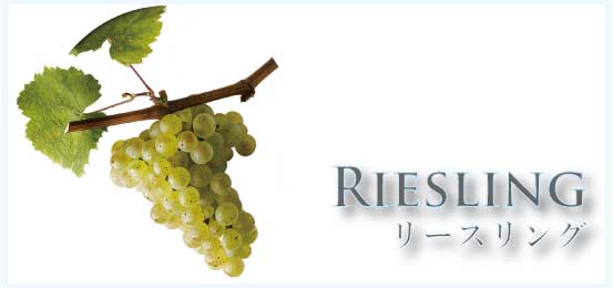 リースリング (Riesling)