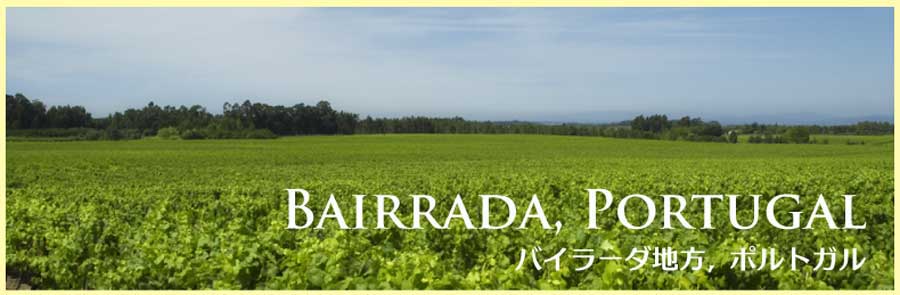 バイラーダ地方のぶどう畑　（ポルトガル　ワイン）