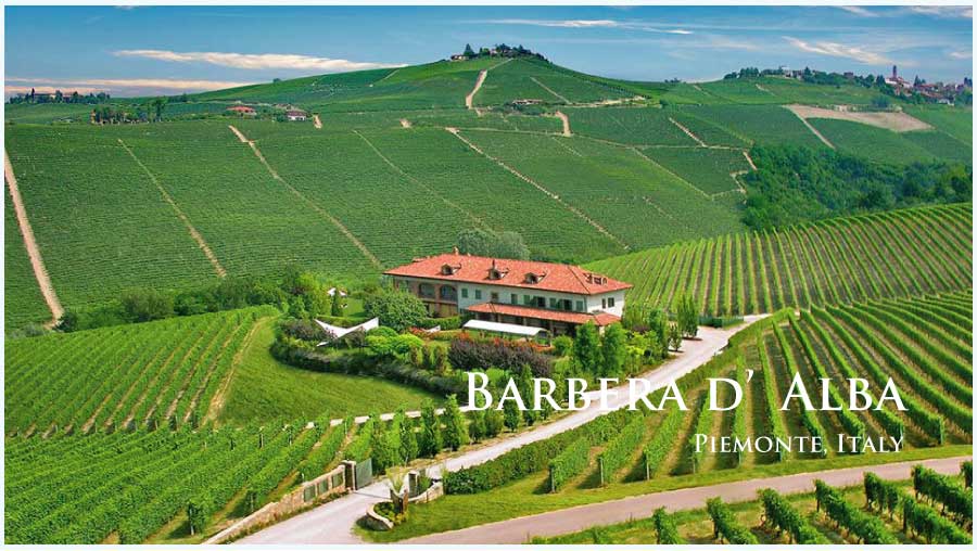 イタリア、ピエモンテ、バルベラ・ダルバのぶどう畑