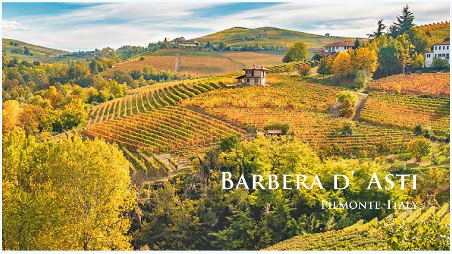 イタリア、ピエモンテ、バルベラ・ダスティのぶどう畑