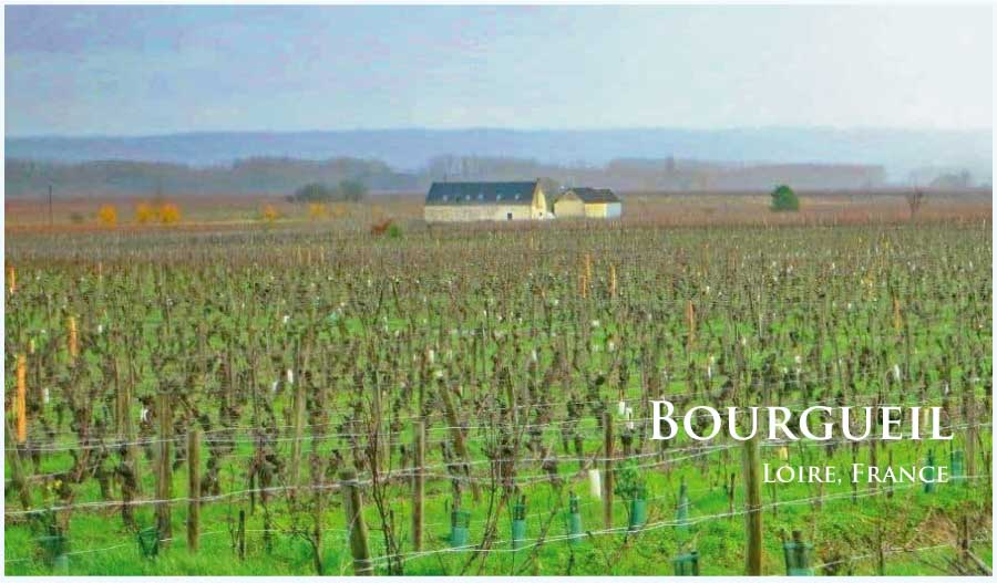 フランス、ロワール、ブルグイユのぶどう畑