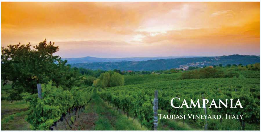 イタリア・ワイン産地、カンパーニャのぶどう畑