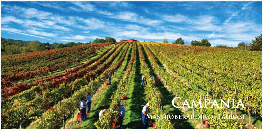 イタリア・ワイン産地、カンパーニャのぶどう畑