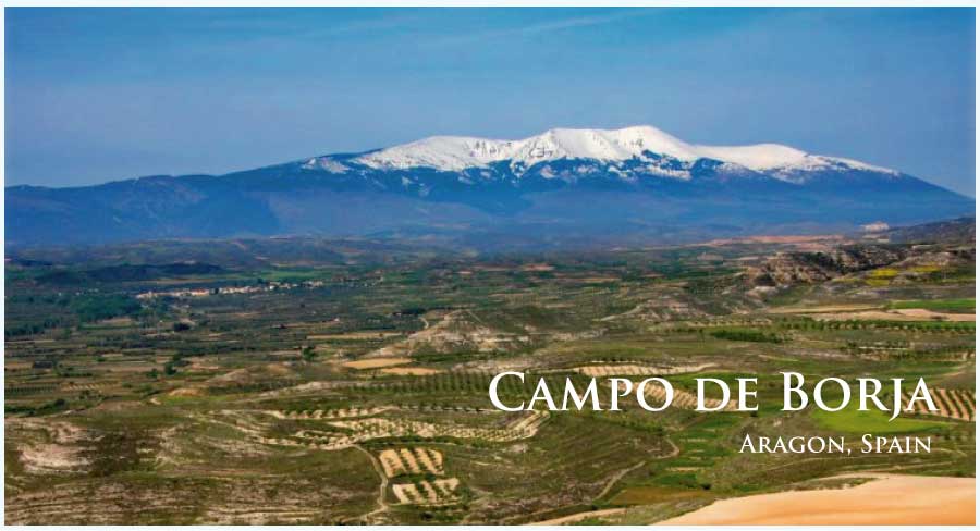 スペイン、アラゴン、カンポ・デ・ボルハのぶどう畑