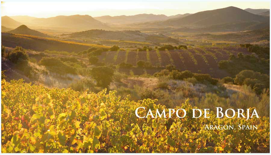 スペイン、アラゴン、カンポ・デ・ボルハのぶどう畑