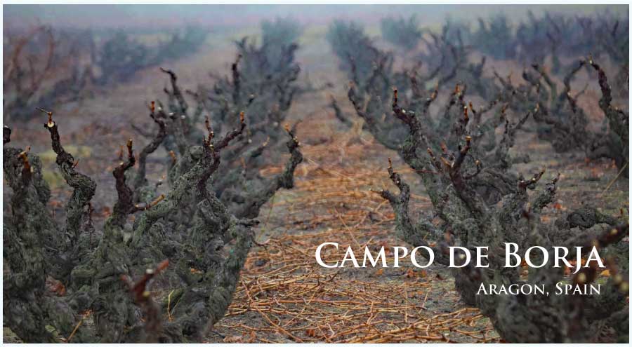 スペイン、アラゴン、カンポ・デ・ボルハのぶどう畑