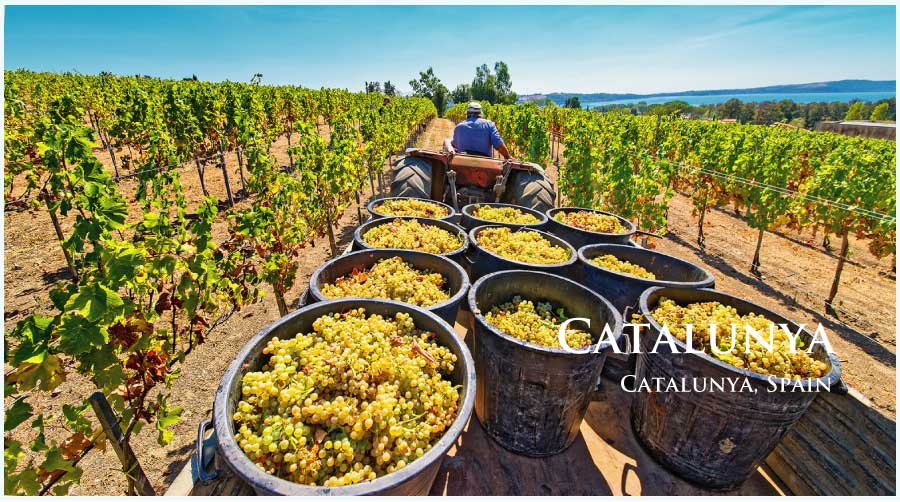スペイン、カタルーニャ、カタルーニャのぶどう畑