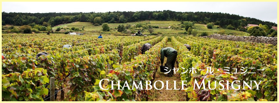 シャンボール・ミュジニー (Chambolle-Musigny) ワイン通販 レ シャンボール・ミュジニー (Chambolle-Musigny) ワイン通販 レ