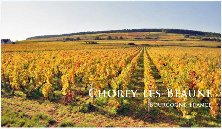 ショレイ・レ・ボーヌのぶどう畑　（ブルゴーニュ・ショレイ・レ・ボーヌ）