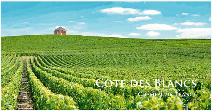 コート・デ・ブラン (Cote des Blancs) コート・デ・ブラン (Cote des Blancs)