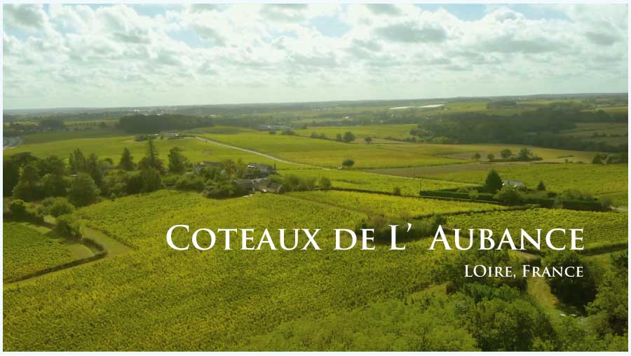 フランス、ロワール、コトー・ド・ローバンスのぶどう畑
