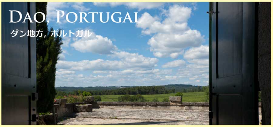 ポルトガル・ダン地方のぶどう畑