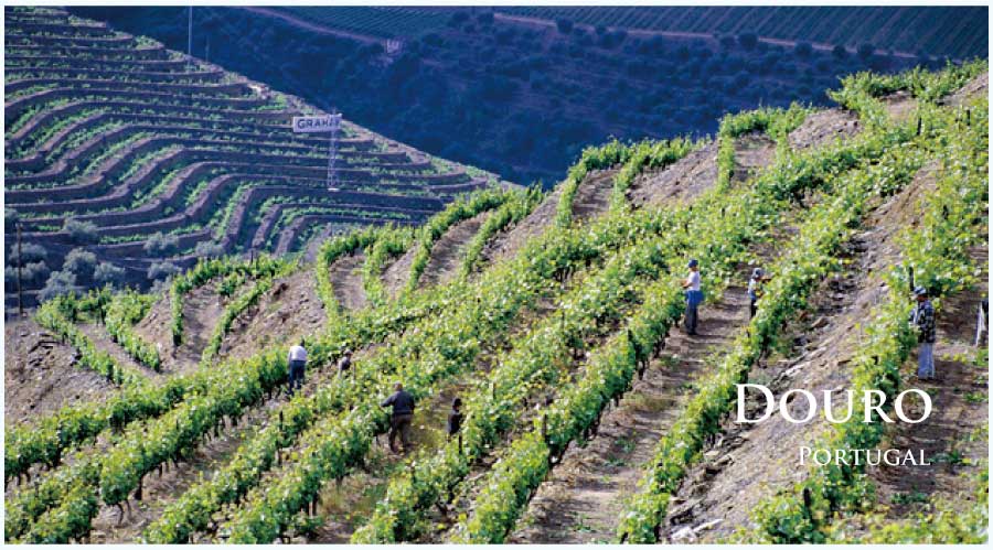 ポルトガル・フランスワインなど各国ワイン通販　レ・ブルジョン　ポルトガル　ドウロ地方、ドウロ川のぶどう畑と渓谷