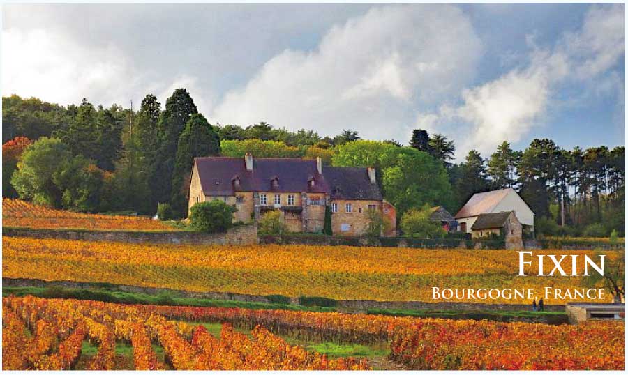 フィサンのぶどう畑　（フランス・ブルゴーニュ地方）