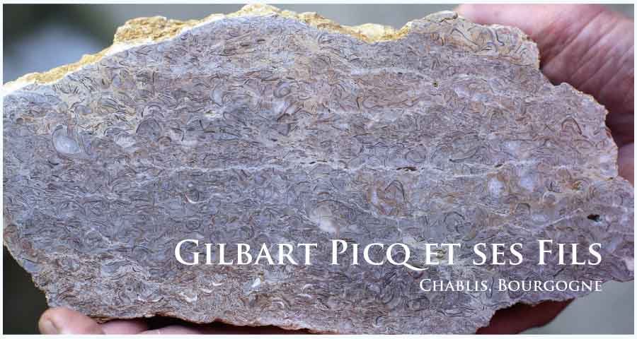 ジルベール・ピク・エ・セ・フィス (Gilbert Picq et ses Fils) フランス、シャブリ ジルベール・ピク・エ・セ・フィス (Gilbert Picq et ses Fils) フランス、シャブリ