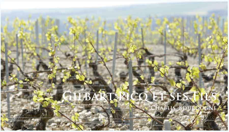 ジルベール・ピク・エ・セ・フィス (Gilbert Picq et ses Fils) フランス、シャブリ ジルベール・ピク・エ・セ・フィス (Gilbert Picq et ses Fils) フランス、シャブリ