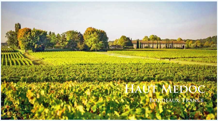 フランス・ワイン産地、オー・メドックのぶどう畑