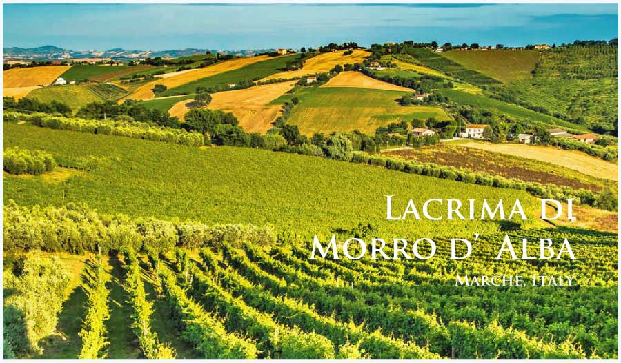 イタリア、マルケ、ラクリマ・ディ・モッロ・ダルバのぶどう畑