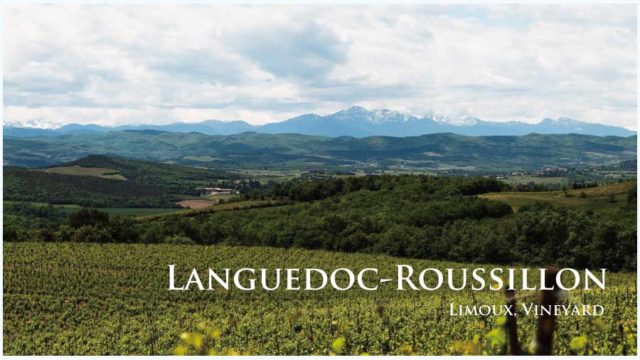 フランス・ワイン産地、ラングドック・ルーションのぶどう畑