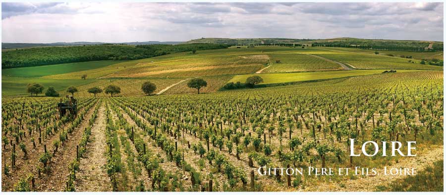 フランス・ワイン産地、ロワールのぶどう畑