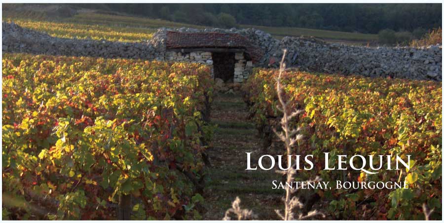 ルイ・ルキャンのぶどう畑