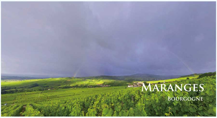 フランス・ワイン産地、マランジュのぶどう畑