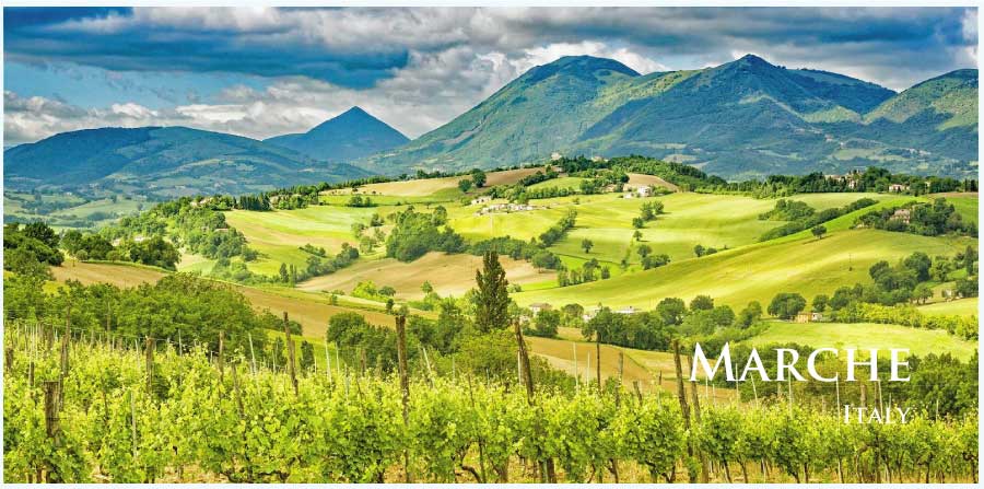 マルケのぶどう畑とエトナ山　（イタリア・マルケ州）