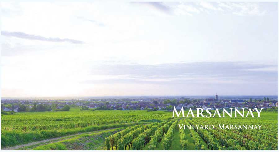 フランス・ワイン産地、マルサネのぶどう畑