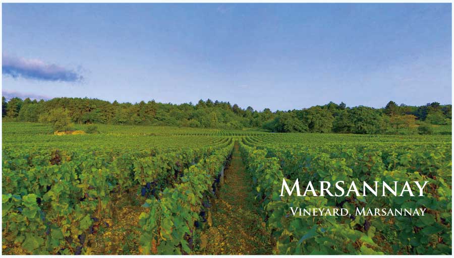 フランス・ワイン産地、マルサネのぶどう畑