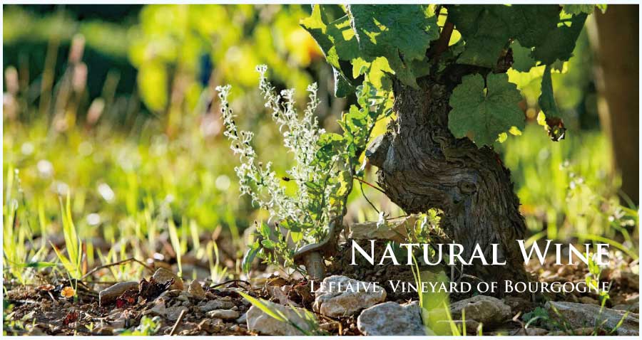 自然派ワイン (Natural Wine)