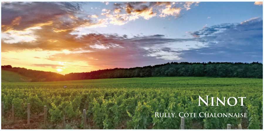 ニノのぶどう畑