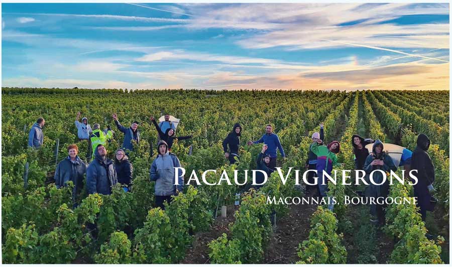 パコー・ヴィニュロン (Pacaud Vignerons)