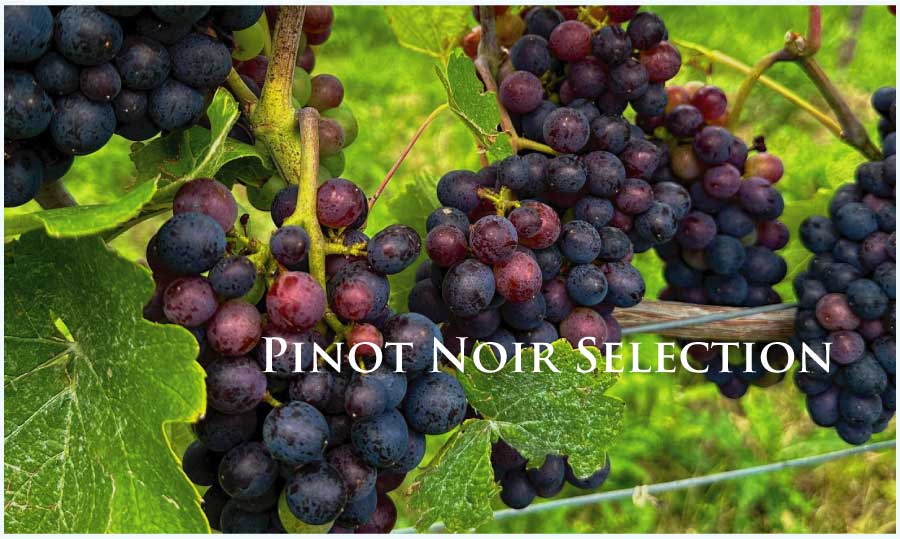 ピノ・ノワール特集 (Pinot Noir Selection)