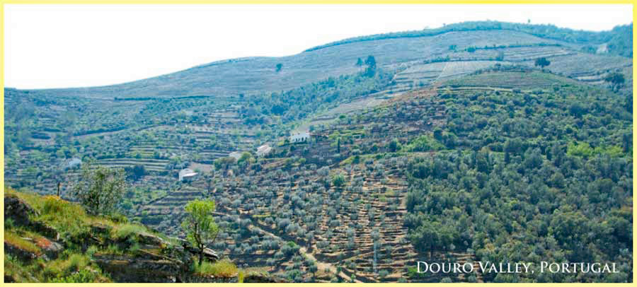 ドウロ渓谷のぶどう畑 (Winyard, Douro Valley)