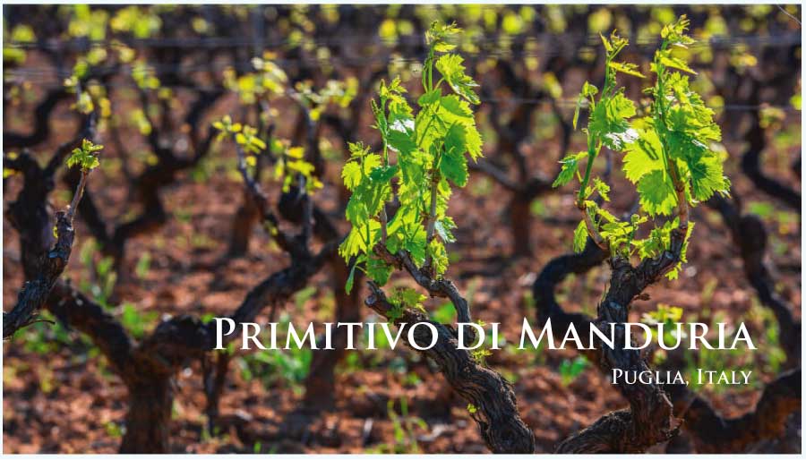 プリミティーヴォ・ディ・マンドゥーリア (Primitivo di Manduria) プリミティーヴォ・ディ・マンドゥーリア (Primitivo di Manduria)