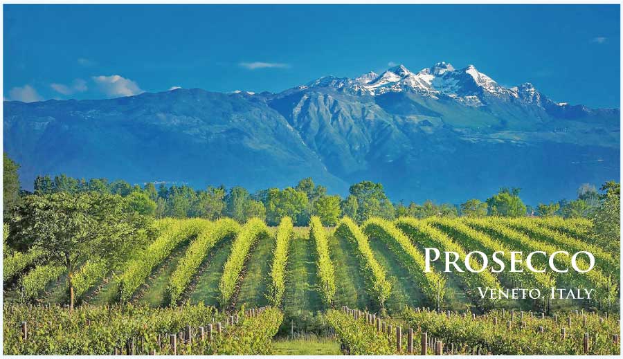イタリア、ヴェネト、プロセッコのぶどう畑