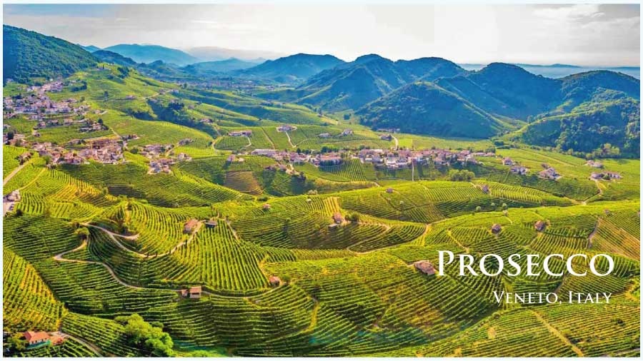 イタリア、ヴェネト、プロセッコのぶどう畑