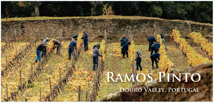 ポルトガル・フランスワインなど各国ワイン通販　レ・ブルジョン　ラモス・
ピントのブドウ畑