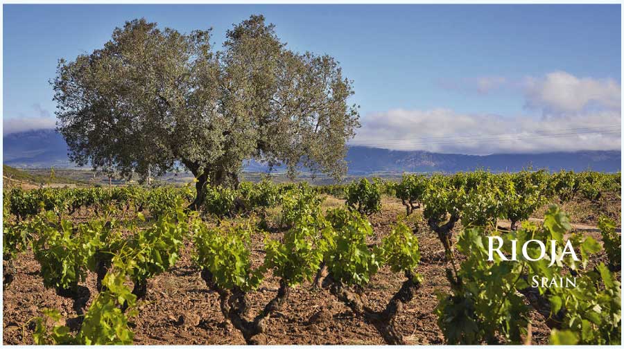 リオハ (Rioja) ワイン通販 レ・ブルジョン