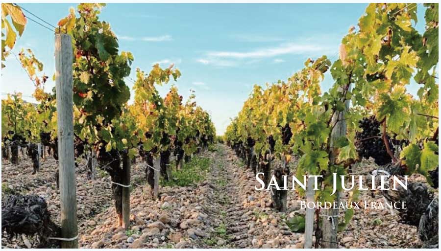 フランス・ワイン産地、サン・ジュリアンのぶどう畑