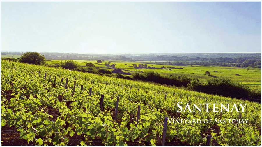 フランス・ワイン産地、サントネイのぶどう畑