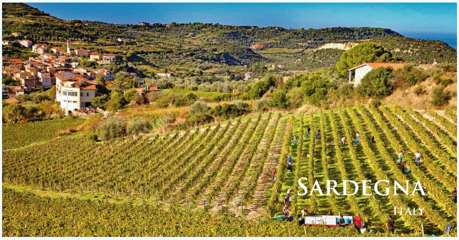 イタリア・ワイン産地、サルデーニャのぶどう畑