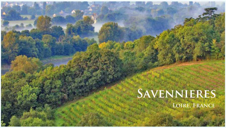 フランス、ロワール、サヴニエールのぶどう畑