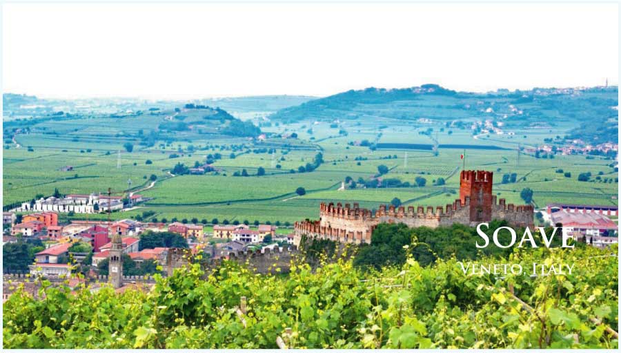 イタリア、ヴェネト、ソアヴェのぶどう畑 イタリア、ヴェネト、ソアヴェのぶどう畑