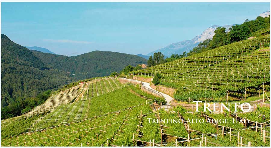 トレントのぶどう畑 (イタリア・トレント) トレントのぶどう畑 (イタリア・トレント)