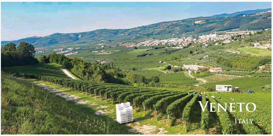 イタリア・ワイン産地、ヴェネトのぶどう畑