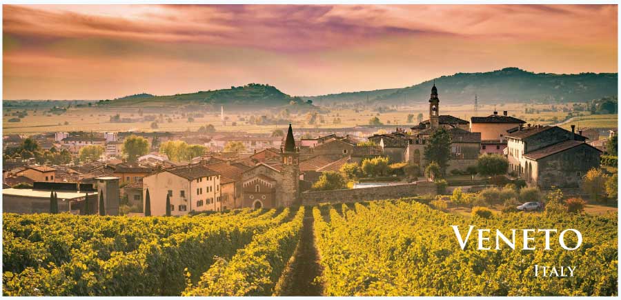 イタリア・ワイン産地、ヴェネトのぶどう畑