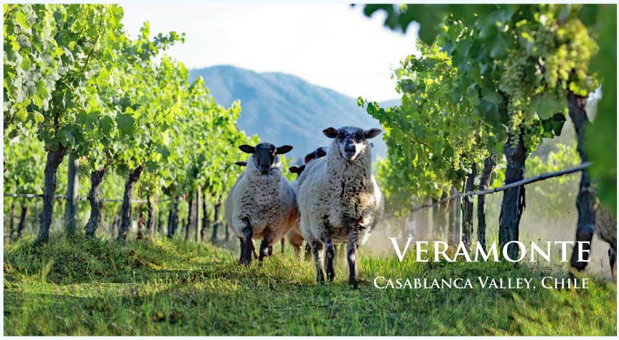 ベラモンテ (Veramonte)