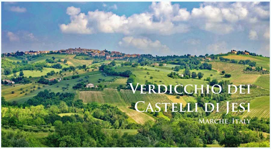 イタリア、マルケ、ヴェルディッキオ・デイ・カステッリ・ディ・イエージのぶどう畑